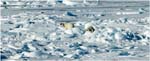 11.Arctic.02.Polar bears on sea ice