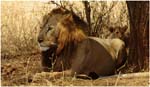 17.Safari.02a.Tarangire lion