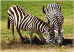 17.Safari.09.Serengeti zebras