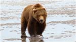 18.Alaska.03.Grizzly Bear 