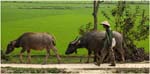 21.Vietnam.03.Water buffaloes near Dien Bien Phu