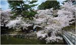 27.Japan.051.Nara blossoms