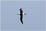 012. Black browed albatross