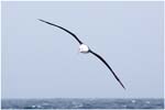 014. Black browed albatross