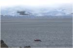 019. Coming ashore by zodiac at Penguin Island