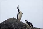 022. Chinstrap penguin singing at the sky