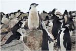 023. Chinstrap penguins on Penguin Island