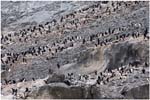 045. A hillside of penguins