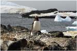 048. Another Gentoo with chicks on Gourdin Island