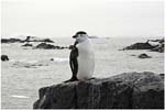 050. Chinstrap penguin