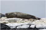 052. Weddell Seal