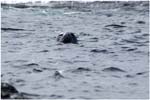 054. Leopard seal