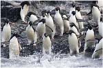 055. A group of Adelie penguins about to enter the water
