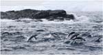 056. Adelie Penguins heading out to sea