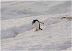 072. A lonely Gentoo penguin  on Trinity Island