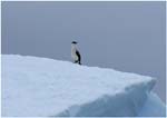 089. Antarctic cormorant on floating ice