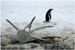 095. Gentoo with whalebone  on Cuverville Island