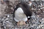116. Gentoo at Port Lockroy with hatching egg