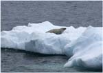 121. Seal on floating ice