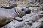 129. Elephant seal at Hannah Point