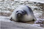 133. Baby elephant seal at Hannah Point