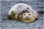 134. Elephant seal at Hannah Point
