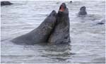 135. Young elephant seal bulls at Hannah Point