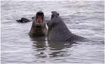 137. Young elephant seal bulls at Hannah Point
