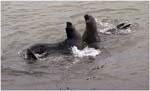 138. Young elephant seal bulls at Hannah Point