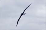 148.Black browed albatross in the Drake Passage