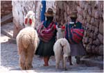 004. Ladies and llamas in Cusco