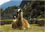 028. Llamas in Machu Picchu central plaza