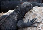 001.  Marine iguana on Isla Lobo