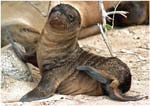 003.  Baby sea lion on Isla Lobo