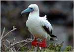 005. Immature redfooted booby on Genovesa