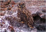 008.  Short eared owl on Genovesa