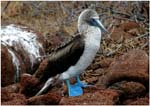 011. Blue footed booby on North Seymour