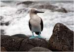012. Blue footed booby on North Seymour