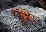 018.  Sally Lightfoot crab on Santa Fe