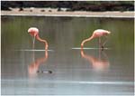 021. Flamingos on Floreana