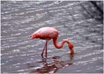 022. Flamingo on Floreana