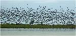 014. Birds on the lake