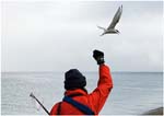 006. Arctic Tern defending its territory