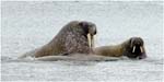 007. Walruses at Poolepynten