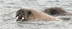 011. Walruses swimming at Poolepynten