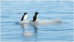 042. A pair of guillemots on floating ice