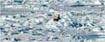 048. Polar bear and cub on the Arctic ice
