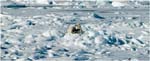 049. Polar bear and cub on the Arctic ice