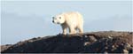 071. Polar bear