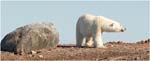 074. Polar bear